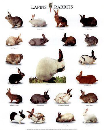 2f2a3714bce4240e70f4af90053fd805 meat rabbits bunny rabbits