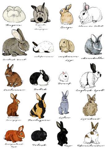 70272 types of rabbits by katherine blower