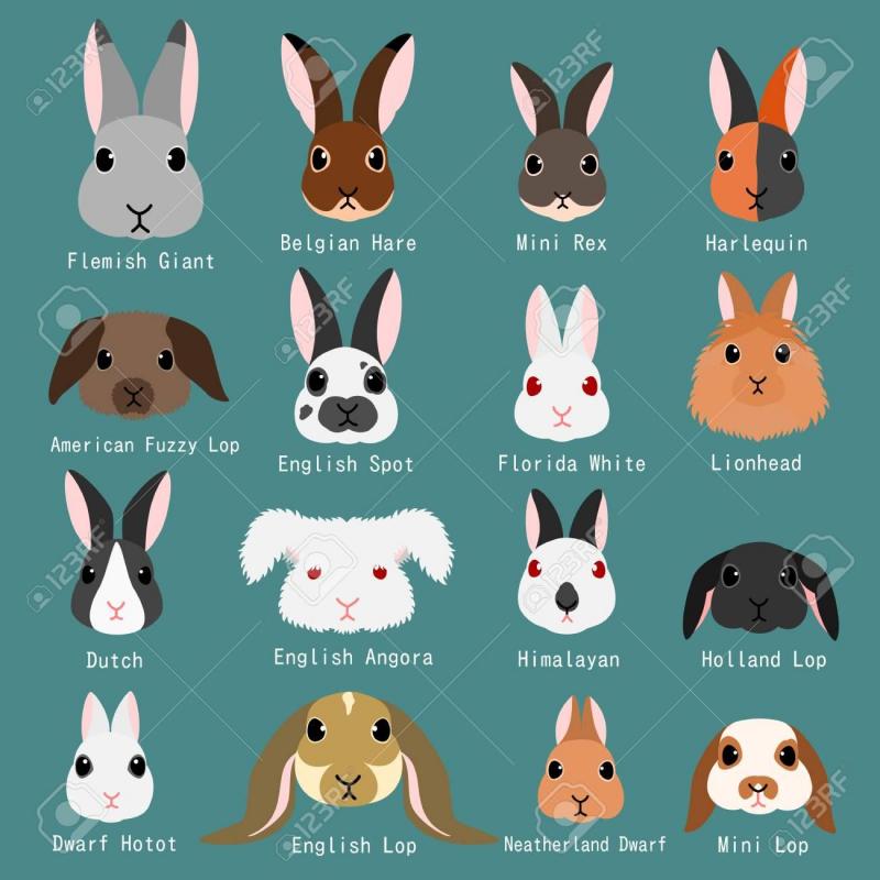 LA COULEUR DES LAPINS la-couleur-des-lapins