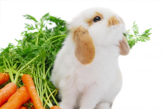 Cute curious white lop ear baby rabbit sitting next to his rabbit food copie