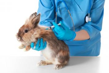 Quels vaccins pour les lapins