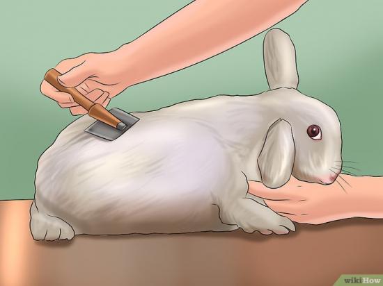 V4 728px groom a rabbit step 1 version 2